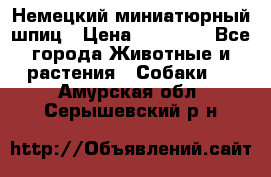 Немецкий миниатюрный шпиц › Цена ­ 60 000 - Все города Животные и растения » Собаки   . Амурская обл.,Серышевский р-н